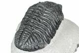Huge Phacopid (Drotops) Trilobite - Issoumour, Morocco #363233-4